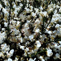 Cytisus × Praecox 'Albus' -Deals Green4Ever Store pl2000037171 card2 lg