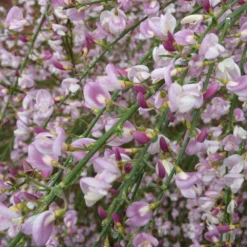 Cytisus 'Moyclare Pink' -Deals Green4Ever Store pl2000037175 card3 lg