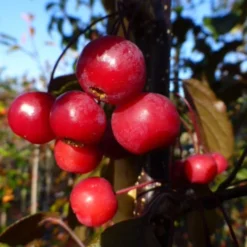 Malus Toringo 'Scarlett'