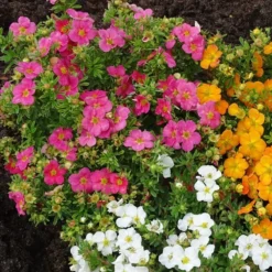 Potentilla Fruticosa Bellissima ('Hachliss') (PBR) -Deals Green4Ever Store pl2000037211 card3 lg