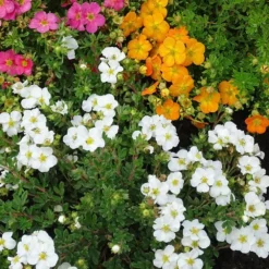 Potentilla Fruticosa Bella Bianca ('Hachbianca') (PBR) -Deals Green4Ever Store pl2000037212 card2 lg