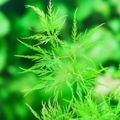 Acer Palmatum 'Dissectum' 9 Acer Palmatum 'Dissectum' -Deals Green4Ever Store pl2000037215 card5 lg
