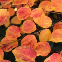 Cercidiphyllum Japonicum -Deals Green4Ever Store pl2000037239 card3 lg