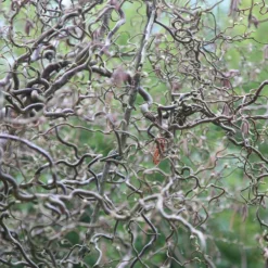 Corylus Avellana 'Contorta' -Deals Green4Ever Store pl2000037242 card2 lg