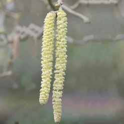 Corylus Avellana 'Contorta' -Deals Green4Ever Store pl2000037242 card3 lg