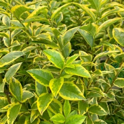 Ligustrum 'Aureum' - Golden Privet Hedging -Deals Green4Ever Store pl2000037245 card2 lg