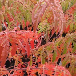 Rhus Typhina Tiger Eyes ('Bailtiger') -Deals Green4Ever Store pl2000037246 card2 lg