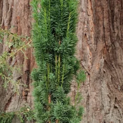 Taxus Baccata 'Fastigiata Robusta' -Deals Green4Ever Store pl2000037288 card3 lg