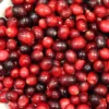 Cranberry 'Pilgrim'
