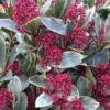 Skimmia Japonica 'Perosa' (PBR) (male)
