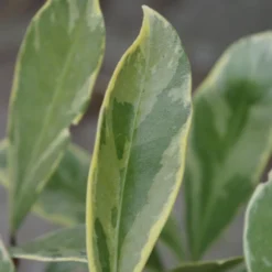 Skimmia Japonica 'Perosa' (PBR) (male) -Deals Green4Ever Store pl2000037358 card3 lg