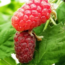 Loganberry 'Thornfree'