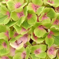 Hydrangea Macrophylla Magical Green Delight ('Hokomagrede') (PBR) -Deals Green4Ever Store pl2000037395 card3 lg