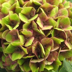 Hydrangea Macrophylla Magical Green Delight ('Hokomagrede') (PBR) -Deals Green4Ever Store pl2000037395 card4 lg