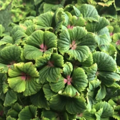 Hydrangea Macrophylla Magical Green Delight ('Hokomagrede') (PBR) -Deals Green4Ever Store pl2000037395 card5 lg