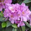 Rhododendron 'Goldflimmer'