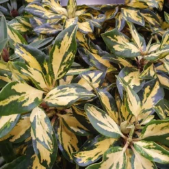 Rhododendron 'Goldflimmer' -Deals Green4Ever Store pl2000037425 card2 lg