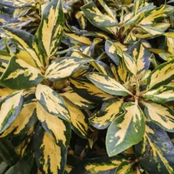 Rhododendron 'Goldflimmer' -Deals Green4Ever Store pl2000037425 card3 lg