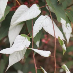 Actinidia Tetramera Var. Maloides