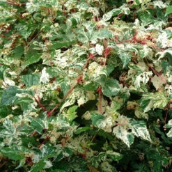 Ampelopsis Brevipedunculata 'Elegans' -Deals Green4Ever Store pl2000037432 card3 lg