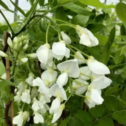 Wisteria Brachybotrys F. Albiflora 'Shiro-kapitan' -Deals Green4Ever Store pl2000037435 card3 lg