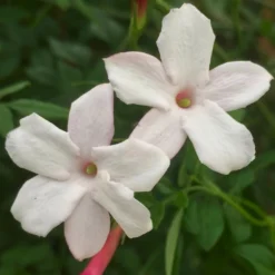 Jasminum Officinale 'Inverleith' -Deals Green4Ever Store pl2000037436 card2 lg