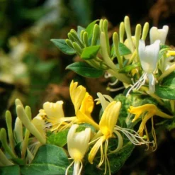 Lonicera Japonica 'Horwood Gem' -Deals Green4Ever Store pl2000037444 card3 lg