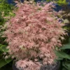 Acer Palmatum 'Taylor' (PBR)