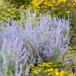 Perovskia Lacey Blue ('Lisslitt') (PBR) -Deals Green4Ever Store pl2000037478 card3 lg