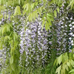 Wisteria Floribunda F. Multijuga -Deals Green4Ever Store pl2000037592 card3 lg
