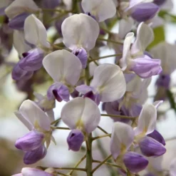 Wisteria Floribunda 'Harlequin'