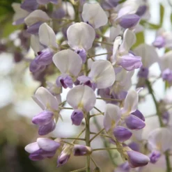 Wisteria Floribunda 'Harlequin' -Deals Green4Ever Store pl2000037594 card3 lg