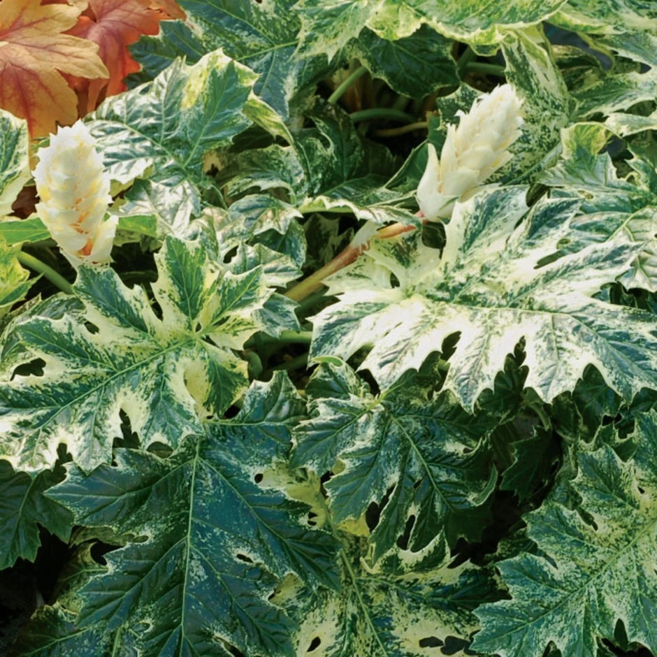 Acanthus 'Whitewater' 1 Acanthus 'Whitewater'