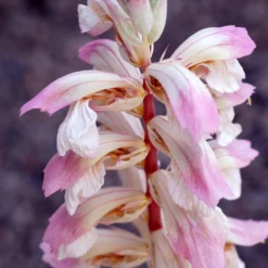 Acanthus 'Whitewater' 5 Acanthus 'Whitewater' -Deals Green4Ever Store pl2000037600 card3 lg