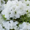 Rhododendron Encore Pure White Julia ('Homlea') (Encore Azalea Series)