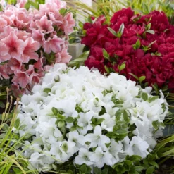 Rhododendron Encore Pure White Julia ('Homlea') (Encore Azalea Series) -Deals Green4Ever Store pl2000037664 card3 lg