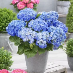 Hydrangea Macrophylla 'Little Blue' -Deals Green4Ever Store pl2000037670 card3 lg