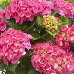 Hydrangea Macrophylla 'Little Pink' -Deals Green4Ever Store pl2000037671 card2 lg