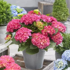 Hydrangea Macrophylla 'Little Pink' -Deals Green4Ever Store pl2000037671 card3 lg