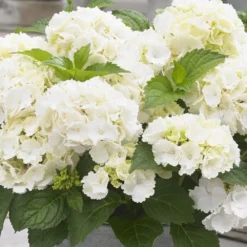 Hydrangea Macrophylla 'Little White' -Deals Green4Ever Store pl2000037674 card2 lg