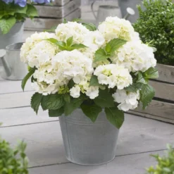 Hydrangea Macrophylla 'Little White' -Deals Green4Ever Store pl2000037674 card3 lg