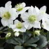 Helleborus Niger 'Christmas Carol'
