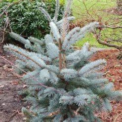 Picea Pungens (Glauca Group) 'Hoopsii' -Deals Green4Ever Store pl2000037725 card2 lg