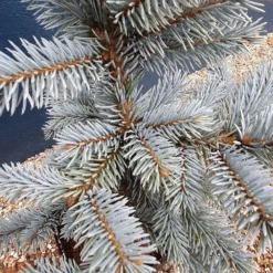 Picea Pungens (Glauca Group) 'Hoopsii' -Deals Green4Ever Store pl2000037725 card3 lg