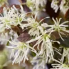 Loropetalum Ruby Snow ('Iwai') (PBR)