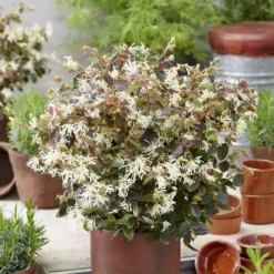 Loropetalum Ruby Snow ('Iwai') (PBR) -Deals Green4Ever Store pl2000037743 card2 lg