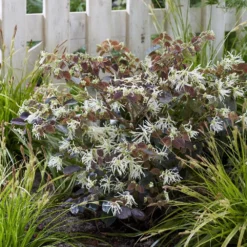 Loropetalum Ruby Snow ('Iwai') (PBR) -Deals Green4Ever Store pl2000037743 card3 lg