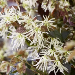 Loropetalum Ruby Snow ('Iwai') (PBR) -Deals Green4Ever Store pl2000037743 card4 lg