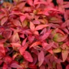 Nandina Domestica Blush Pink ('Aka') (PBR)