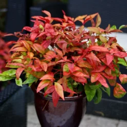 Nandina Domestica Blush Pink ('Aka') (PBR) -Deals Green4Ever Store pl2000037744 card2 lg